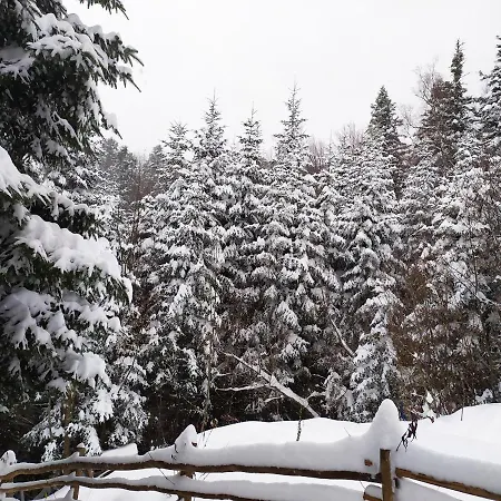 шаленарозі
