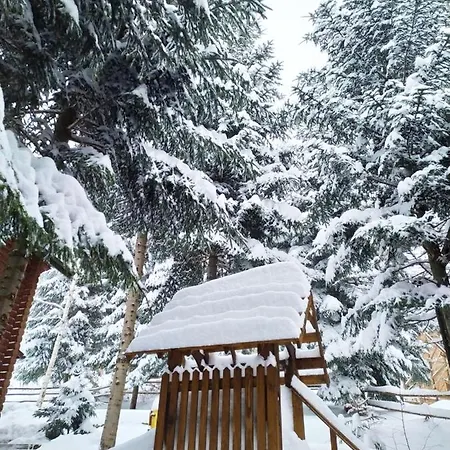 шаленарозі